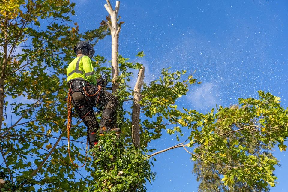 Scène extérieure d'élagage professionnel par temps ensoleillé