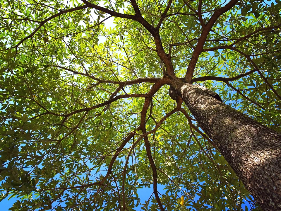 Vue en contre-plongée d'un arbre mature en extérieur, jour ensoleillé