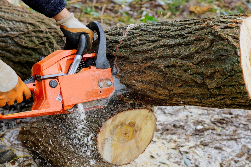 Élagage sanitaire des arbres dans un parc en hiver