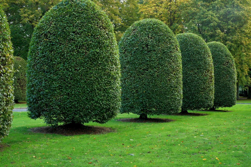 Jardinier professionnel en équipement de sécurité orange utilisant une débroussailleuse thermique pour entretenir une pelouse dans un espace vert paysagé